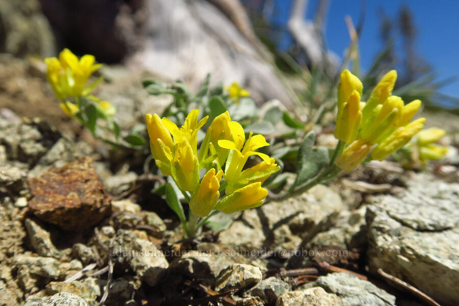 Washington twin-pod/bladder-pod (Physaria alpestris) [Navaho Peak Trail, Okanogan-Wenatchee National Forest, Chelan County, Washington]