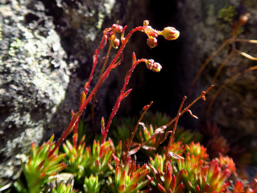 tufted saxifrage, budding (Saxifraga cespitosa (Saxifraga caespitosa)) [Navaho Peak, Okanogan-Wenatchee National Forest, Chelan County, Washington]