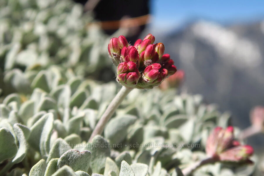 cushion buckwheat (Eriogonum ovalifolium var. nivale) [Navaho Peak, Okanogan-Wenatchee National Forest, Chelan County, Washington]