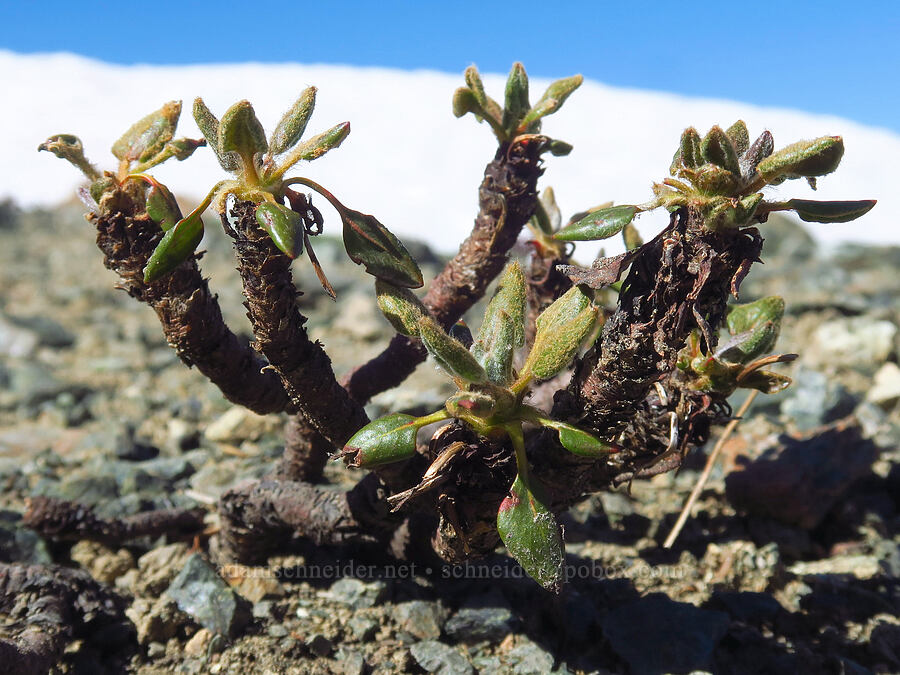 alpine buckwheat (Eriogonum pyrolifolium) [Navaho Peak, Okanogan-Wenatchee National Forest, Chelan County, Washington]
