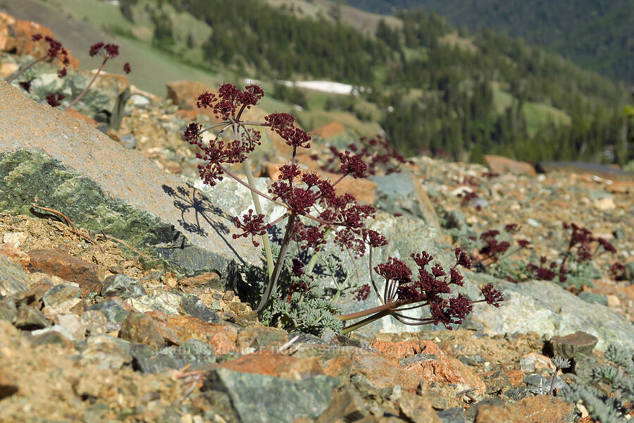 Wenatchee desert parsley (Lomatium cuspidatum) [Navaho Peak, Okanogan-Wenatchee National Forest, Chelan County, Washington]