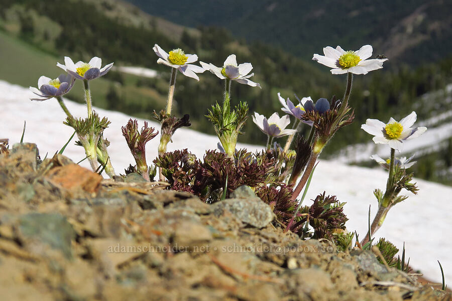 Drummond's anemones (Anemone drummondii) [Navaho Peak, Okanogan-Wenatchee National Forest, Chelan County, Washington]