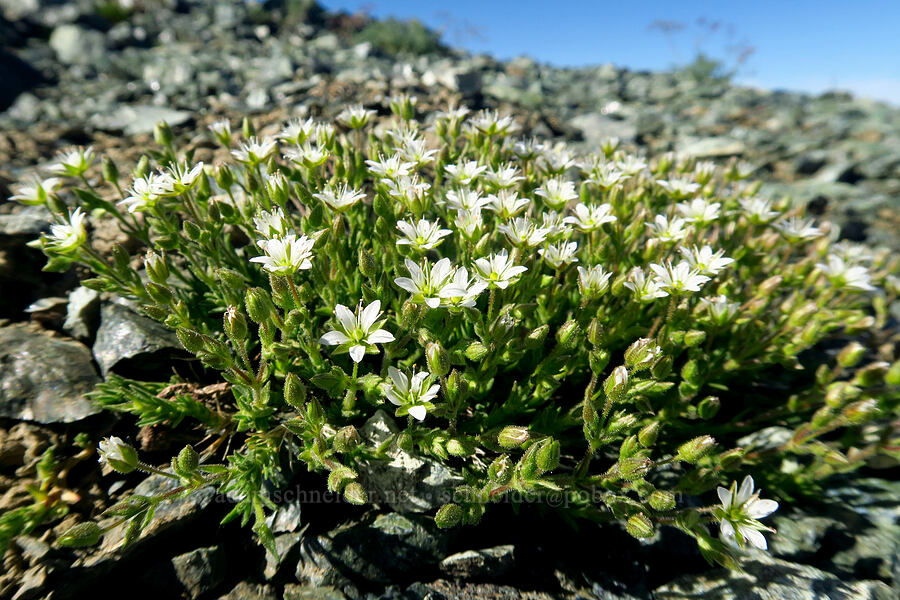 Nuttall's sandwort (Minuartia nuttallii (Sabulina nuttallii) (Arenaria nuttallii)) [Navaho Peak, Okanogan-Wenatchee National Forest, Kittitas County, Washington]