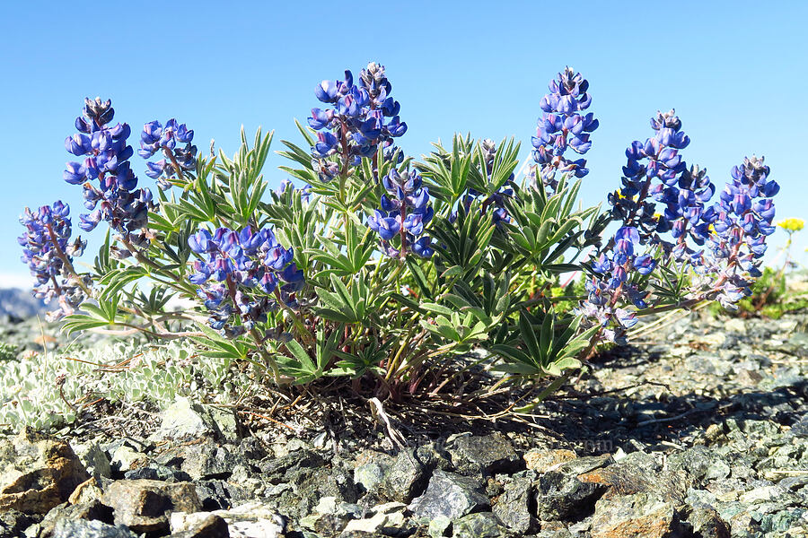 lupine (Lupinus sp.) [Navaho Peak, Okanogan-Wenatchee National Forest, Kittitas County, Washington]