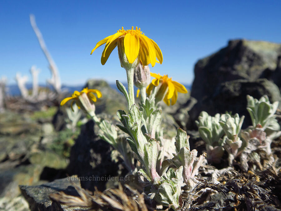 very short Oregon sunshine (Eriophyllum lanatum var. integrifolium) [between Navaho Peak & Freedom Peak, Okanogan-Wenatchee National Forest, Kittitas County, Washington]