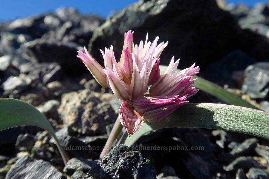 Olympic onion (Allium crenulatum) [between Navaho Peak & Freedom Peak, Okanogan-Wenatchee National Forest, Kittitas County, Washington]