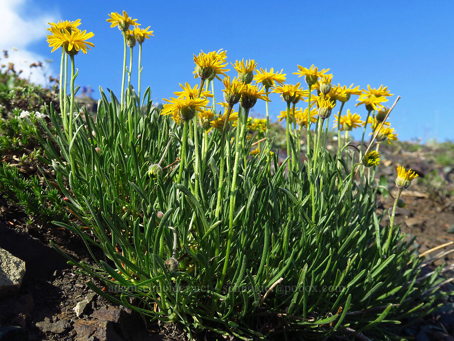 desert yellow daisies (Erigeron linearis) [between Navaho Peak & Freedom Peak, Okanogan-Wenatchee National Forest, Kittitas County, Washington]