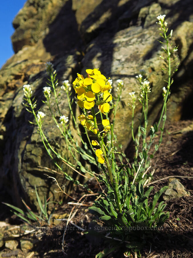wallflower & penny-cress (Erysimum capitatum, Noccaea fendleri ssp. glauca (Thlaspi fendleri var. glaucum)) [Freedom Peak, Okanogan-Wenatchee National Forest, Chelan County, Washington]