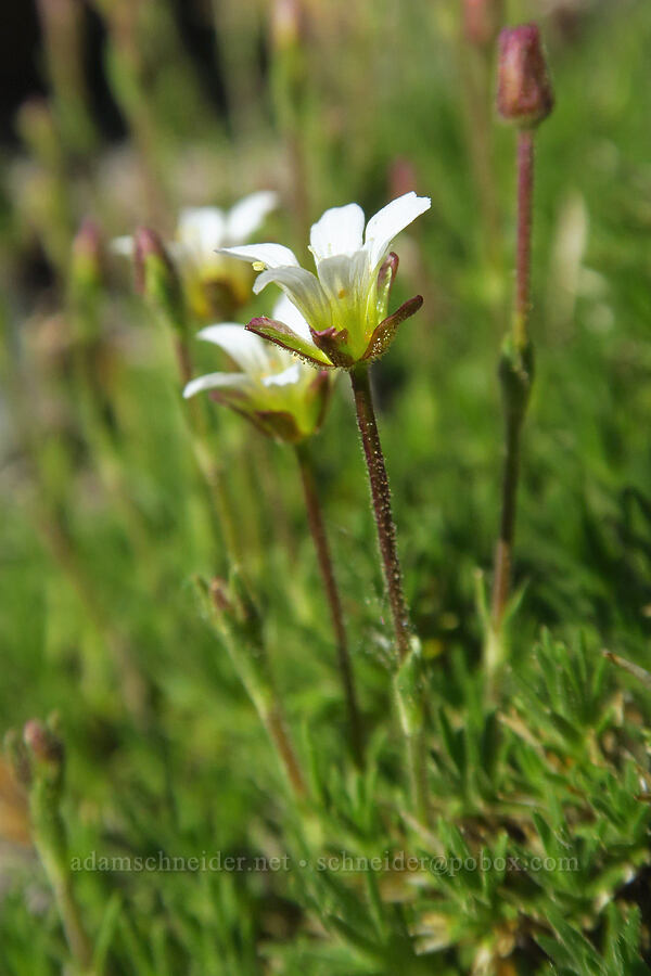 alpine stitchwort/sandwort (Minuartia obtusiloba (Cherleria obtusiloba) (Arenaria obtusiloba)) [Freedom Peak, Okanogan-Wenatchee National Forest, Chelan County, Washington]