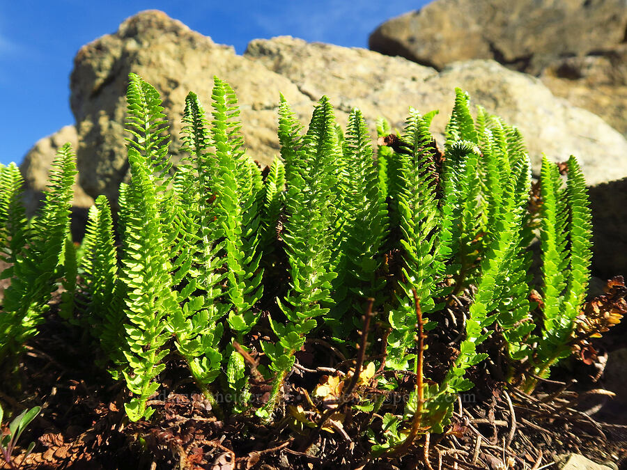 Lemmon's holly fern (Polystichum lemmonii) [Freedom Peak, Okanogan-Wenatchee National Forest, Chelan County, Washington]