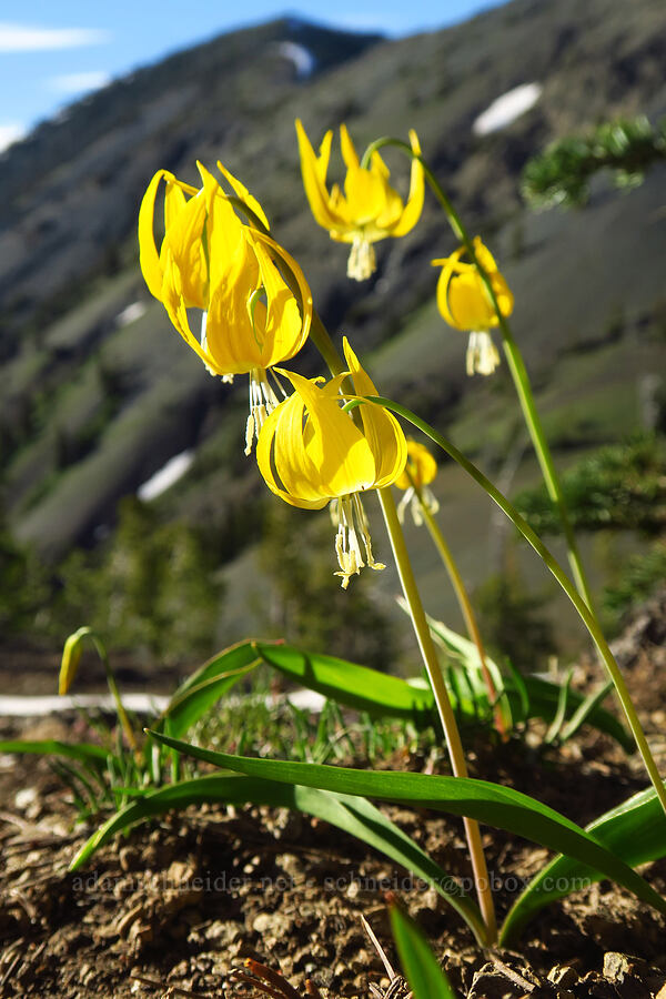 glacier lilies (Erythronium grandiflorum) [between Navaho Peak & Freedom Peak, Okanogan-Wenatchee National Forest, Washington]