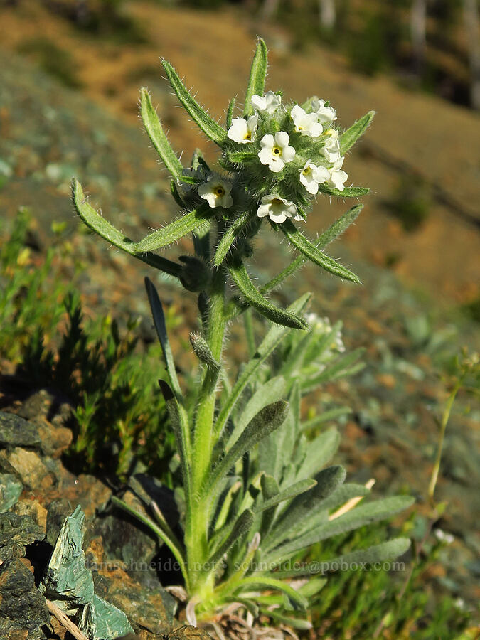 Thompson's cryptantha (Oreocarya thompsonii (Cryptantha thompsonii)) [below Freedom Peak, Okanogan-Wenatchee National Forest, Kittitas County, Washington]