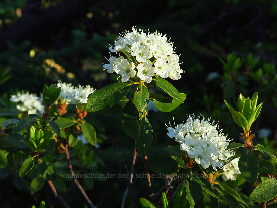 trapper's tea (western Labrador tea) (Rhododendron neoglandulosum (Rhododendron columbianum) (Ledum glandulosum)) [below Freedom Peak, Okanogan-Wenatchee National Forest, Kittitas County, Washington]