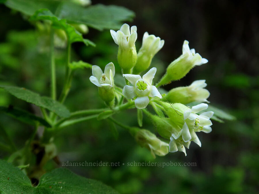sticky currant (Ribes viscosissimum) [Stafford Creek Trail, Okanogan-Wenatchee National Forest, Kittitas County, Washington]