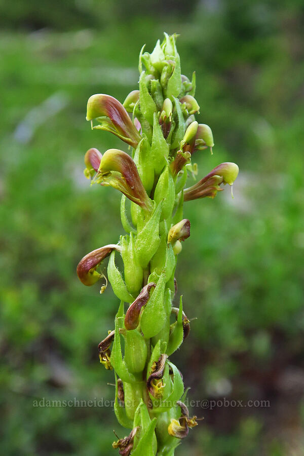 bracted lousewort (Pedicularis bracteosa) [Stafford Creek Trail, Okanogan-Wenatchee National Forest, Kittitas County, Washington]