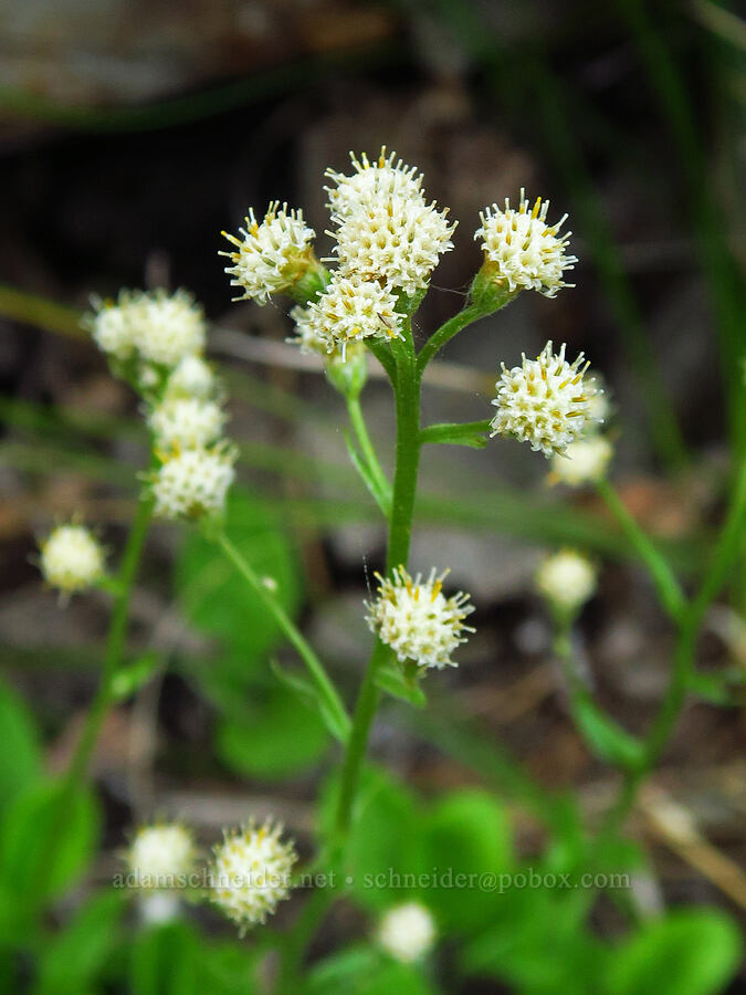 racemose pussy-toes (male flowers) (Antennaria racemosa) [Stafford Creek Trail, Okanogan-Wenatchee National Forest, Kittitas County, Washington]