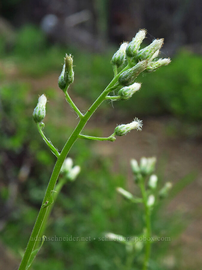 racemose pussy-toes (female flowers) (Antennaria racemosa) [Stafford Creek Trail, Okanogan-Wenatchee National Forest, Kittitas County, Washington]