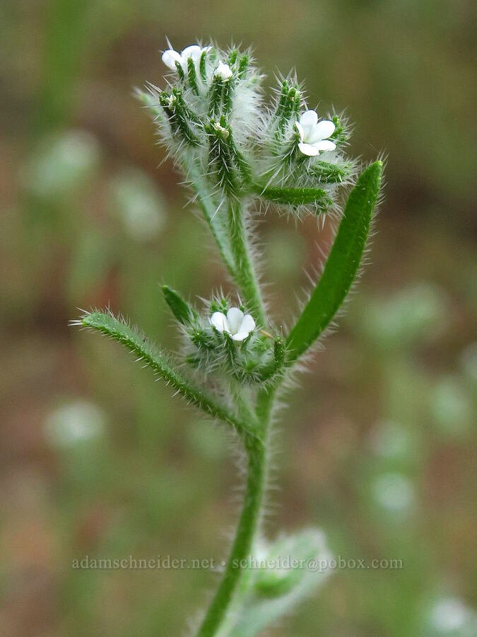 tiny cryptantha (Cryptantha sp.) [Stafford Creek Trail, Okanogan-Wenatchee National Forest, Kittitas County, Washington]