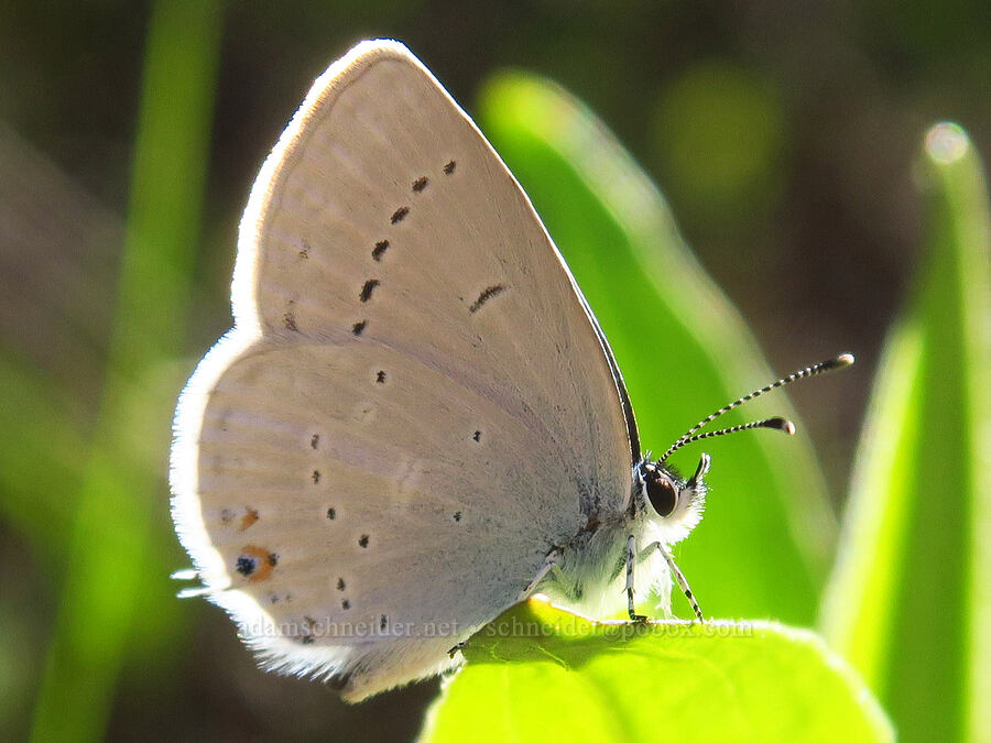western tailed-blue butterfly (Cupido amyntula) [Jack Creek Road, Okanogan-Wenatchee National Forest, Kittitas County, Washington]