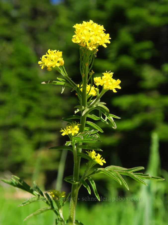 mountain tansy-mustard (Descurainia incisa) [Blue Creek Road, Okanogan-Wenatchee National Forest, Kittitas County, Washington]