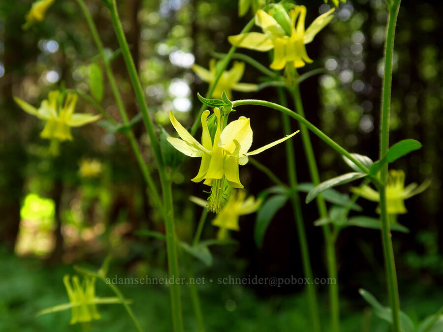 yellow columbine (Aquilegia flavescens) [Forest Road 9702, Okanogan-Wenatchee National Forest, Kittitas County, Washington]