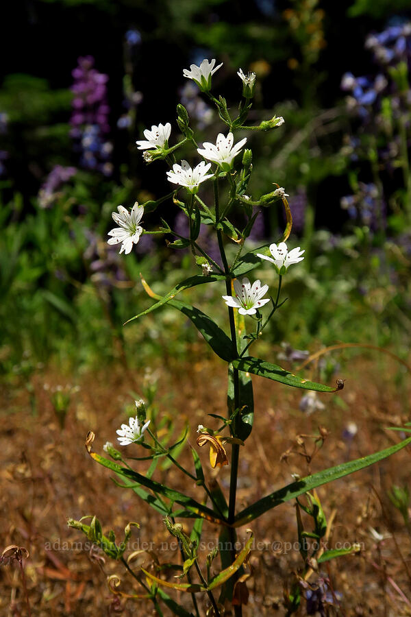 sticky starwort (Pseudostellaria jamesiana (Arenaria jamesiana)) [Forest Road 9702, Okanogan-Wenatchee National Forest, Kittitas County, Washington]