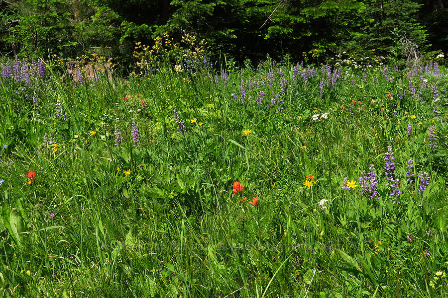 wildflowers [Forest Road 9702, Okanogan-Wenatchee National Forest, Kittitas County, Washington]