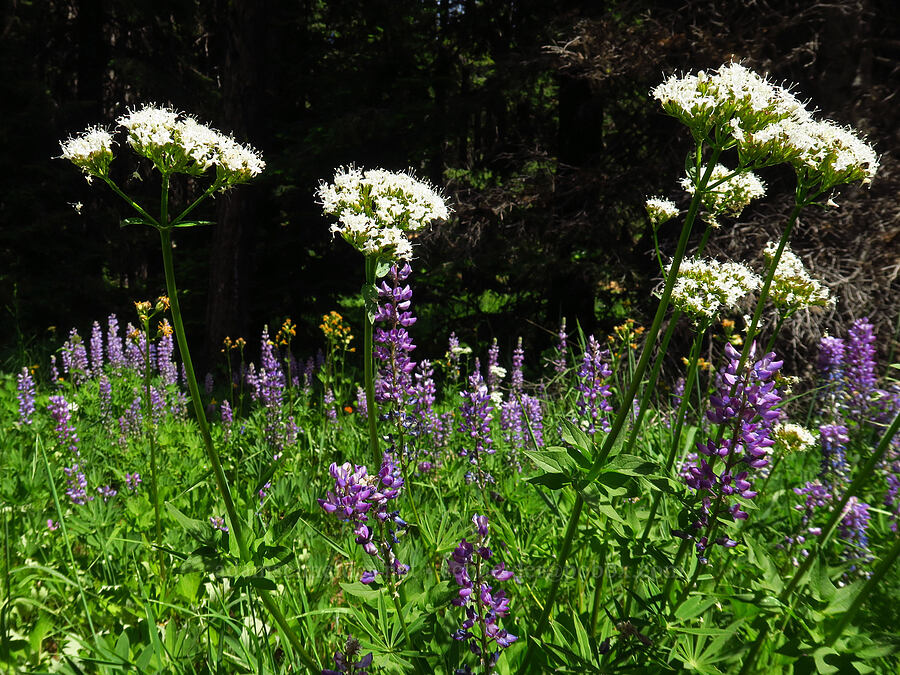 valerian & lupines (Valeriana sitchensis, Lupinus sp.) [Forest Road 9702, Okanogan-Wenatchee National Forest, Kittitas County, Washington]