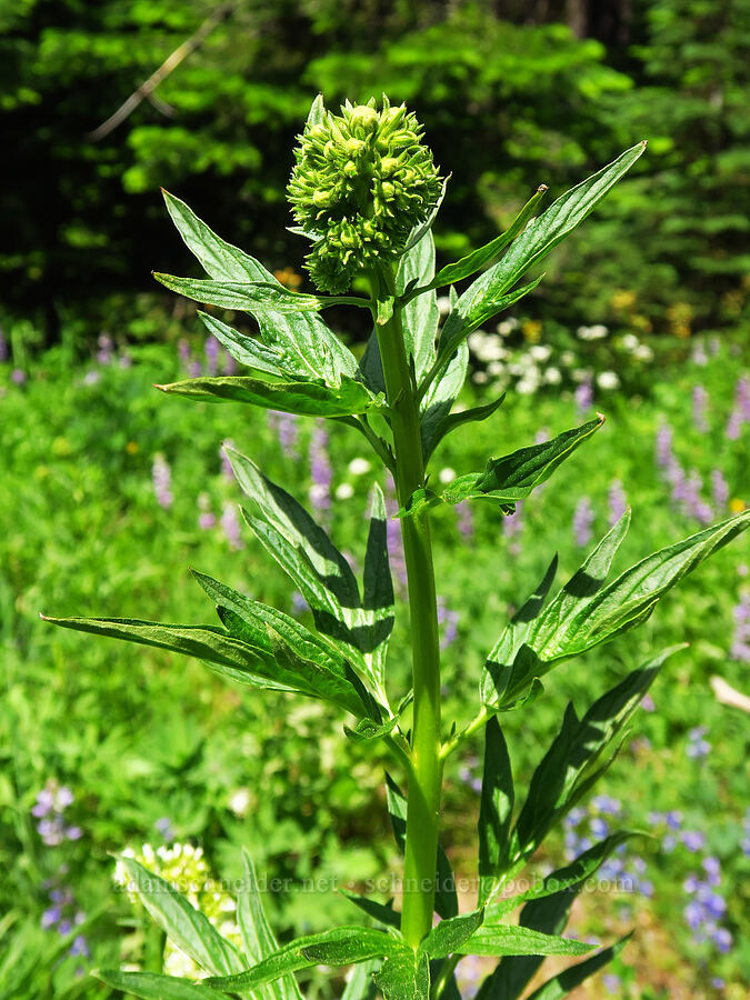 tall phacelia (Phacelia procera) [Forest Road 9702, Okanogan-Wenatchee National Forest, Kittitas County, Washington]