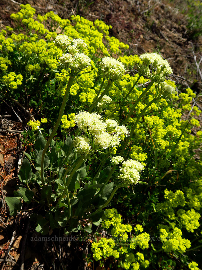 two kinds of buckwheat (Eriogonum compositum, Eriogonum umbellatum) [Red Top Lookout Trail, Okanogan-Wenatchee National Forest, Kittitas County, Washington]