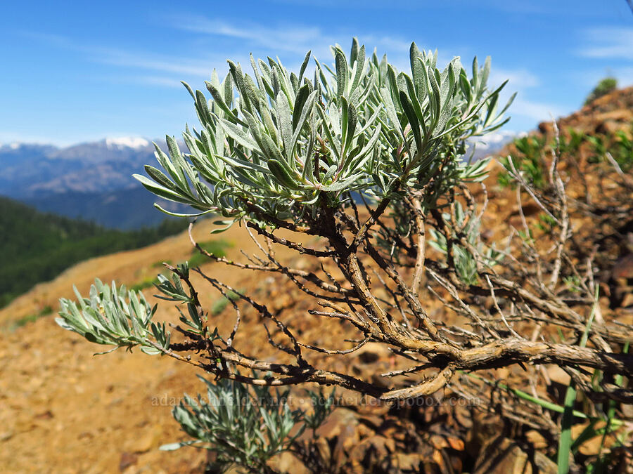 horsebrush (Tetradymia canescens) [Red Top Mountain, Okanogan-Wenatchee National Forest, Kittitas County, Washington]