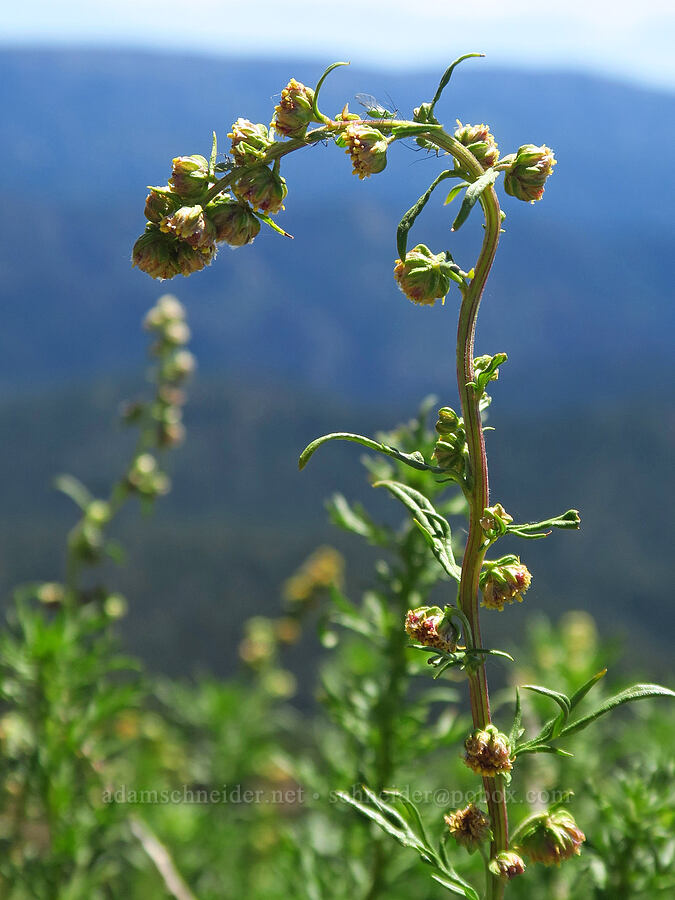 lemon sagewort (Artemisia michauxiana) [Red Top Mountain, Okanogan-Wenatchee National Forest, Kittitas County, Washington]
