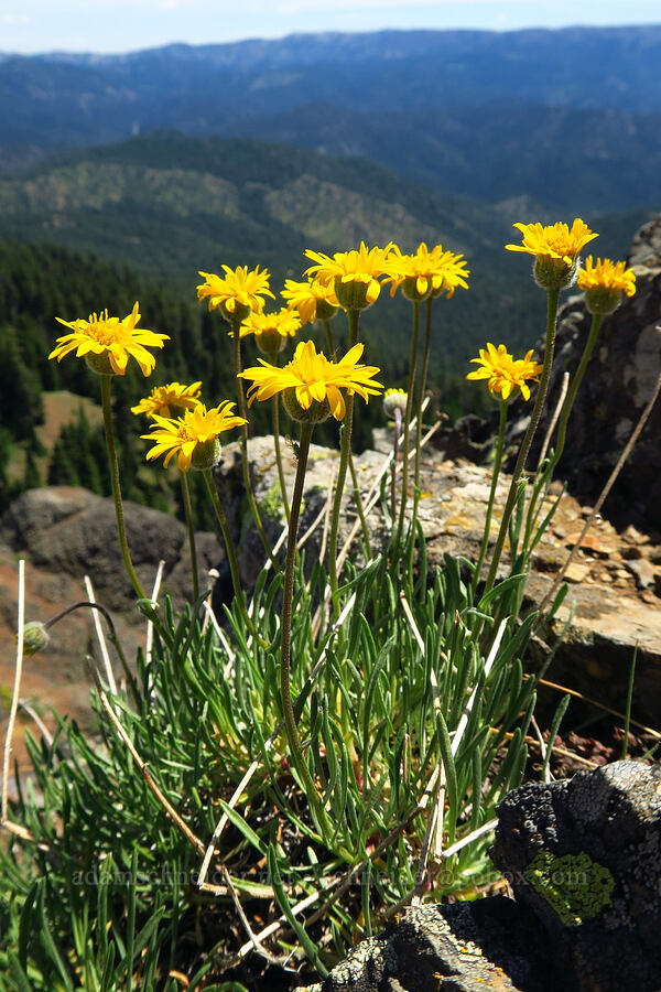 desert yellow daisies (Erigeron linearis) [Red Top Mountain, Okanogan-Wenatchee National Forest, Kittitas County, Washington]