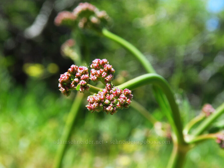 tall buckwheat, budding (Eriogonum elatum) [Teanaway Ridge Trail, Okanogan-Wenatchee National Forest, Kittitas County, Washington]