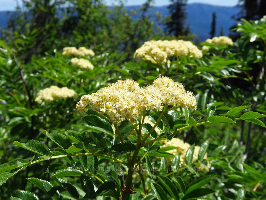 Cascade mountain-ash flowers (Sorbus scopulina) [Teanaway Ridge Trail, Okanogan-Wenatchee National Forest, Kittitas County, Washington]