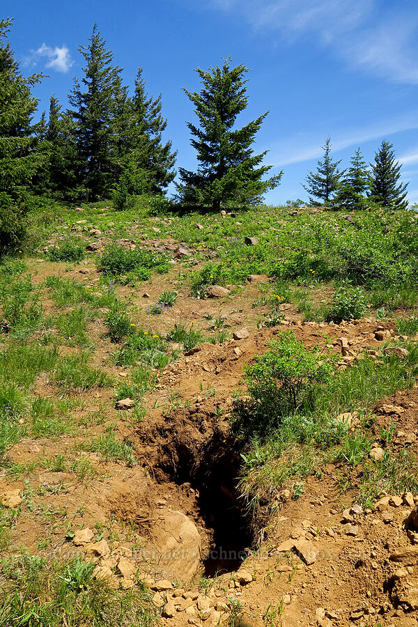 agate beds [Teanaway Ridge, Okanogan-Wenatchee National Forest, Kittitas County, Washington]