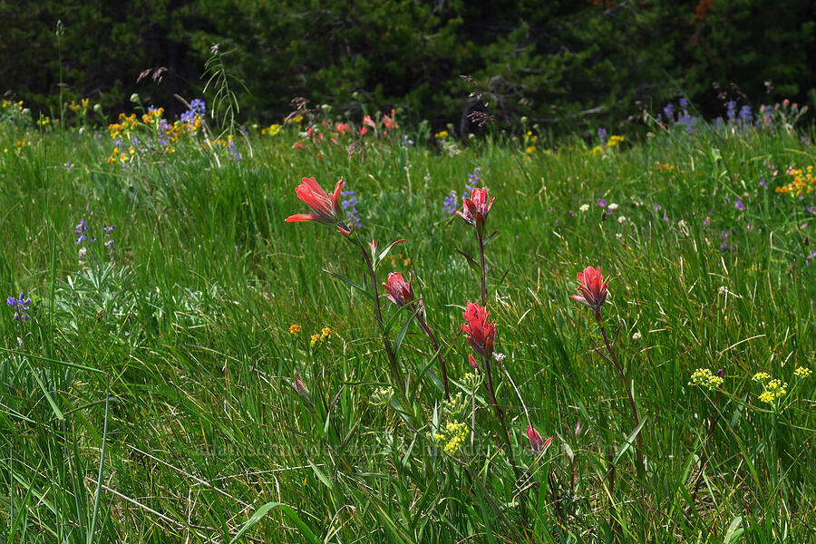wildflowers [Teanaway Ridge Trail, Okanogan-Wenatchee National Forest, Kittitas County, Washington]