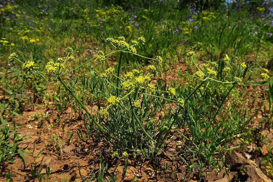 nine-leaf desert parsley (Lomatium triternatum var. brevifolium) [Teanaway Ridge Trail, Okanogan-Wenatchee National Forest, Kittitas County, Washington]