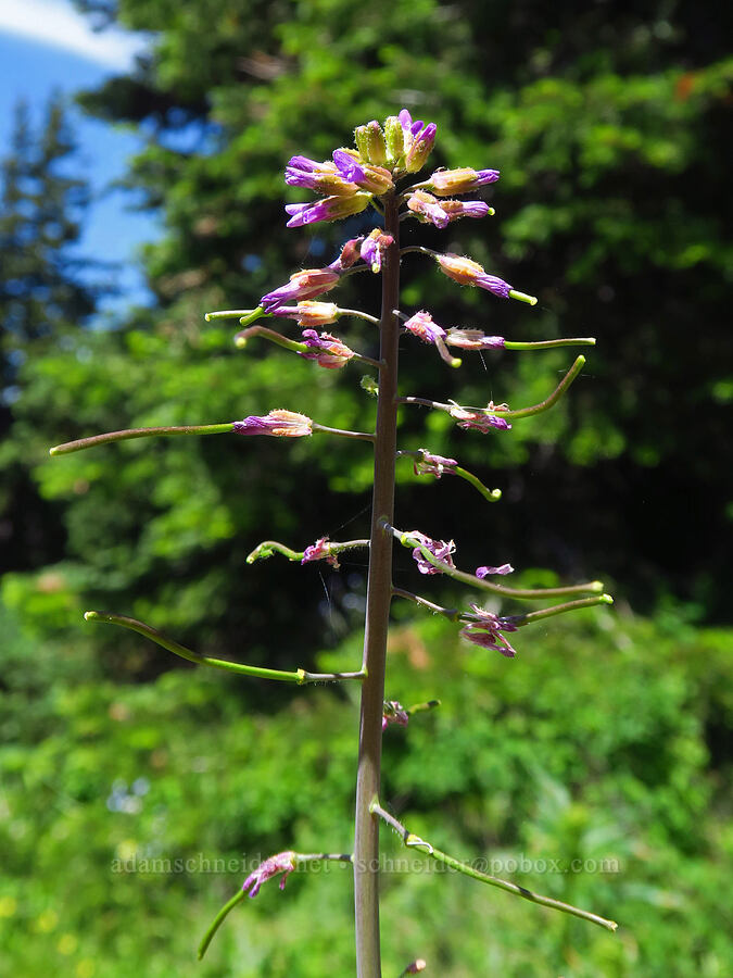 few-flowered rock-cress (Boechera pauciflora (Arabis sparsiflora var. subvillosa)) [Teanaway Ridge Trail, Okanogan-Wenatchee National Forest, Kittitas County, Washington]