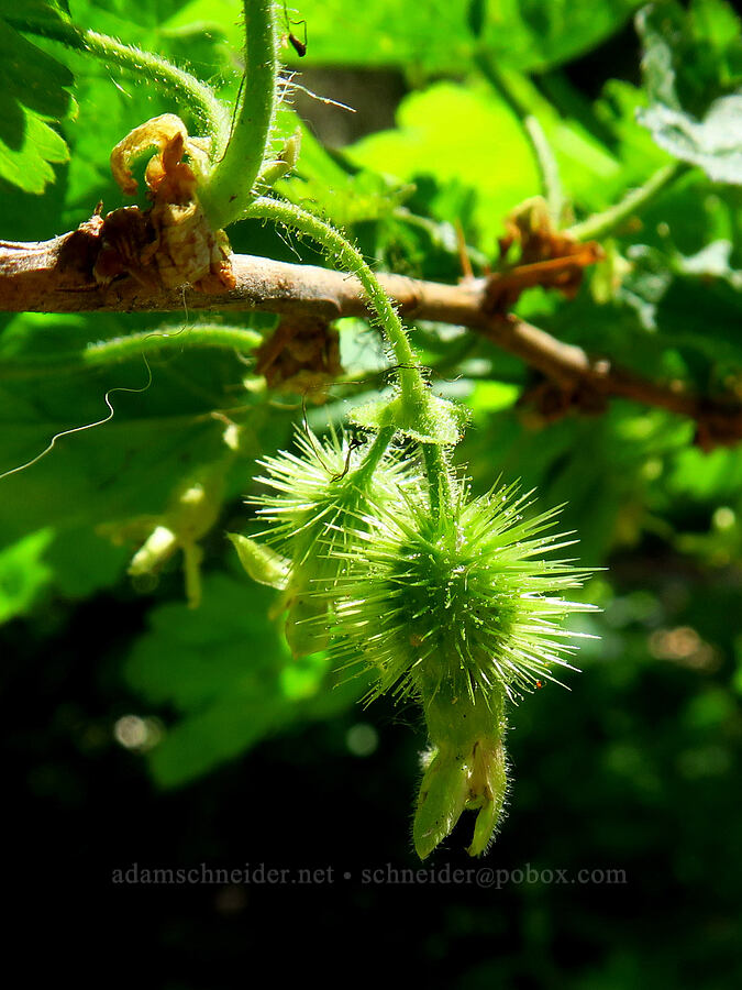 spiny gooseberry (Ribes watsonianum (Grossularia watsoniana)) [Teanaway Ridge Trail, Okanogan-Wenatchee National Forest, Kittitas County, Washington]