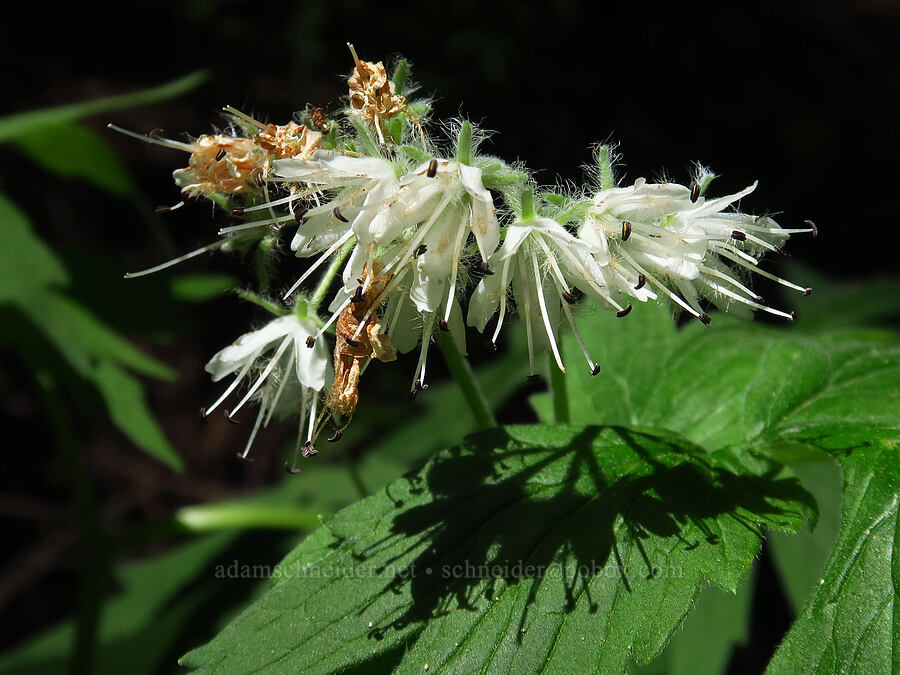 Fendler's waterleaf (Hydrophyllum fendleri var. albifrons) [Blue Creek Trail, Okanogan-Wenatchee National Forest, Kittitas County, Washington]