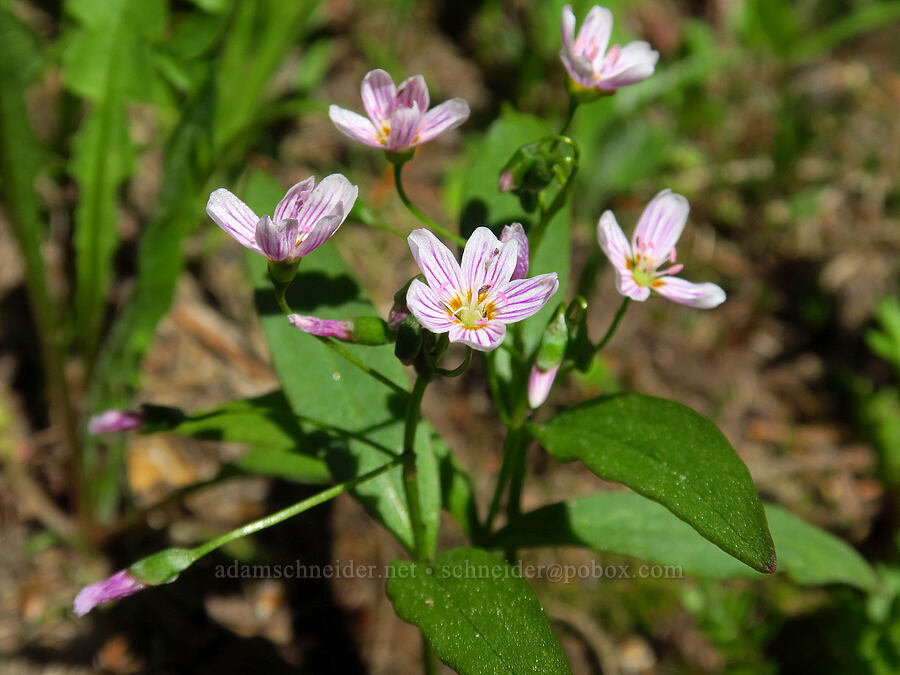 lance-leaf spring-beauty (Claytonia lanceolata) [Blue Creek Trail, Okanogan-Wenatchee National Forest, Kittitas County, Washington]
