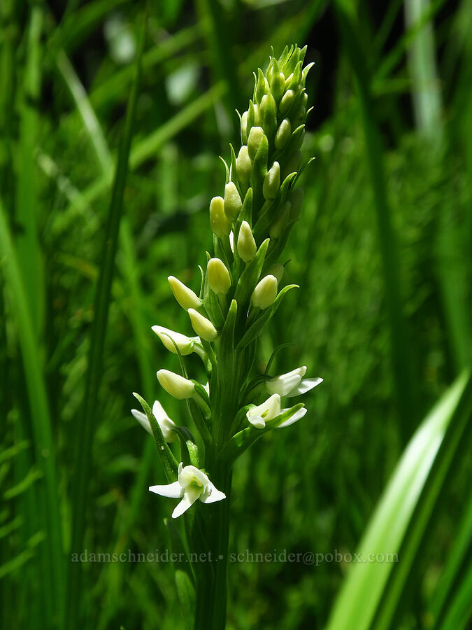 white bog orchid (Platanthera dilatata var. dilatata (Habenaria dilatata)) [Blue Creek Trail, Okanogan-Wenatchee National Forest, Kittitas County, Washington]