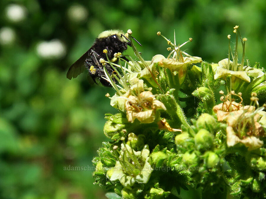 yellow-faced bumblebee on tall phacelia (Bombus vosnesenskii, Phacelia procera) [Blue Creek Trail, Okanogan-Wenatchee National Forest, Kittitas County, Washington]