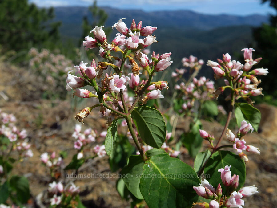 spreading dogbane (Apocynum androsaemifolium) [Echo Point, Okanogan-Wenatchee National Forest, Kittitas County, Washington]