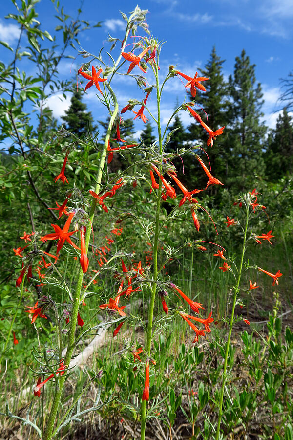 scarlet gilia (Ipomopsis aggregata) [Old Blewett Pass Highway, Okanogan-Wenatchee National Forest, Chelan County, Washington]