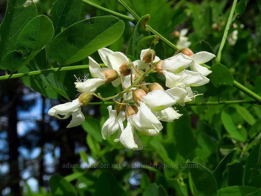 black locust flowers (Robinia pseudoacacia) [Old Blewett Pass Highway, Okanogan-Wenatchee National Forest, Chelan County, Washington]