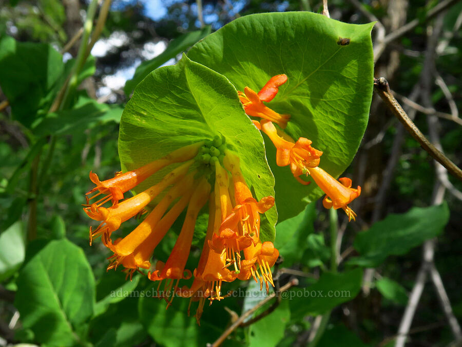 orange honeysuckle (Lonicera ciliosa) [Old Blewett Pass Highway, Okanogan-Wenatchee National Forest, Chelan County, Washington]
