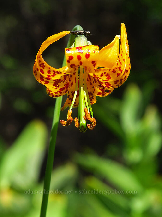 Columbia tiger lily (Lilium columbianum) [Swauk Meadow, Okanogan-Wenatchee National Forest, Kittitas County, Washington]