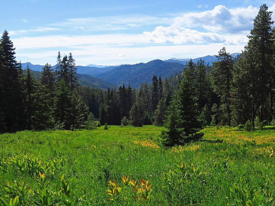 Swauk Meadow [Swauk Meadow, Okanogan-Wenatchee National Forest, Kittitas County, Washington]